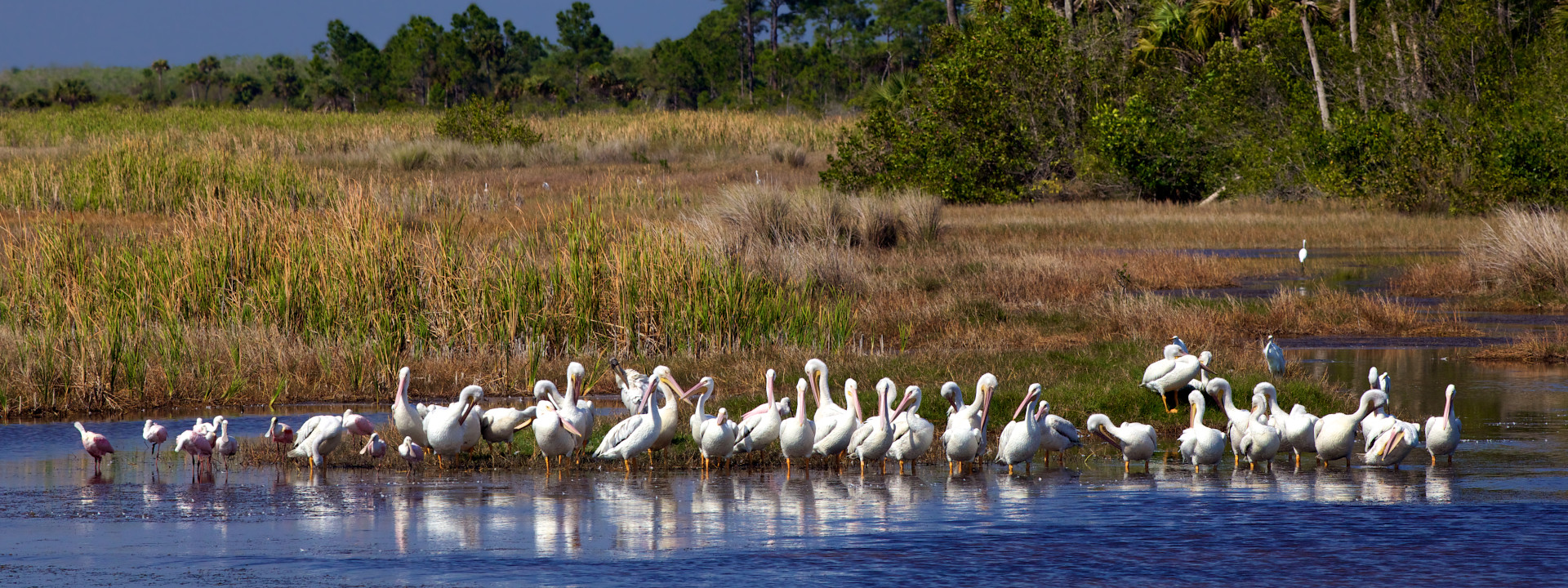 A flock of pelicans prune themselves and relax at the waterfront